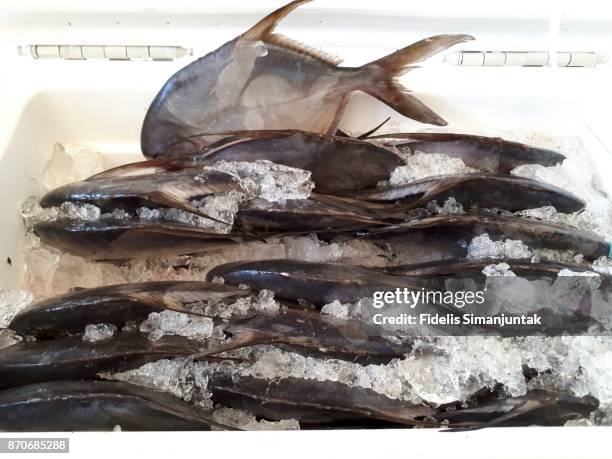 lot of fresh fish in ice box for sale at tokyo, japan - fischfutter stock-fotos und bilder