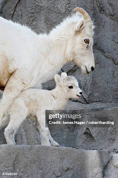 dall sheep (ovis dalli) mother and two-day-old lamb in captivity, denver zoo, denver, colorado, united states of america, north america - dickhornschaf stock-fotos und bilder