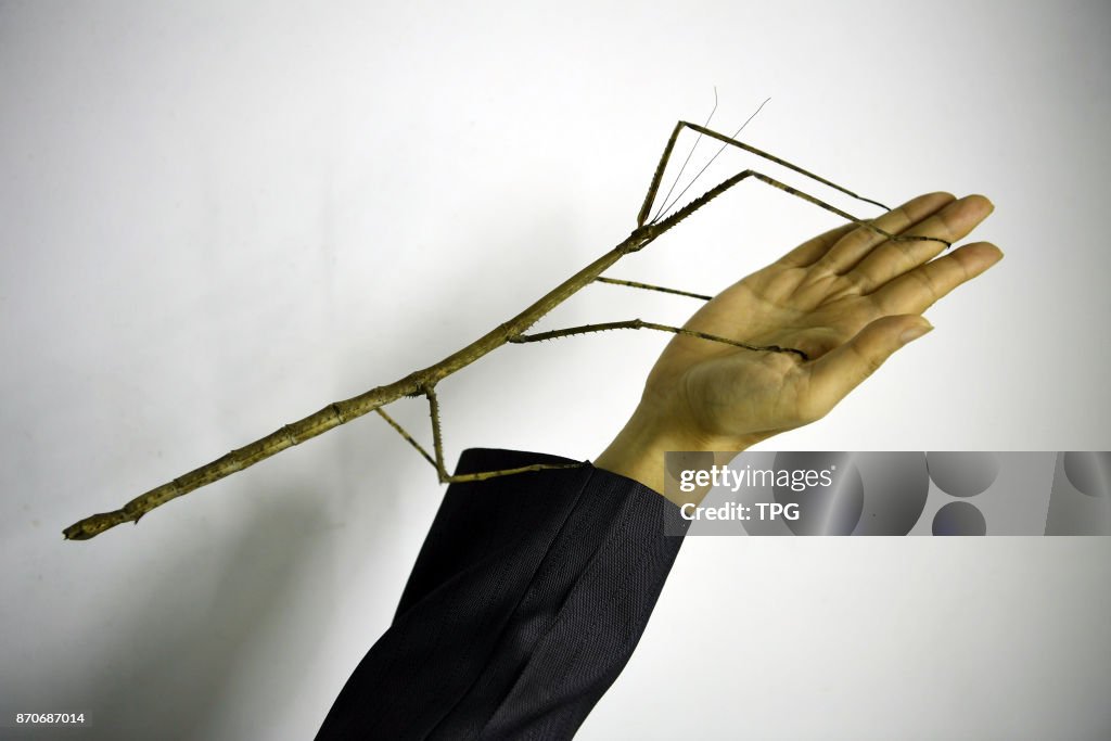 Largest Existing Insect World's largest insect Phryganistria chinensis Zhao successfully ...