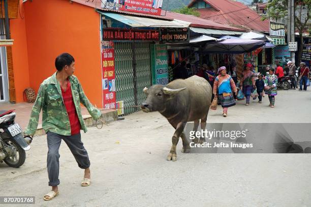 Ethnic Hmong carry buffalos for sale at the mountainous Bac Ha weekly Sunday market in the northern Vietnamese province of Lao Cai, on November 05,...