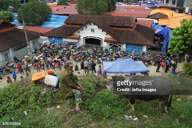 Ethnic Hmong looking at buffalos for sale at the mountainous Bac Ha weekly Sunday market in the northern Vietnamese province of Lao Cai, on November...