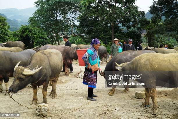 Ethnic Hmong women looking at buffalos for sale at the mountainous Bac Ha weekly Sunday market in the northern Vietnamese province of Lao Cai, on...