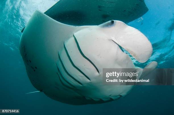 manta ray feeding on plankton near the surface, hanifaru bay, baa atoll, maldives. - gill stock pictures, royalty-free photos & images