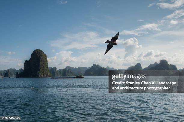 fly over halong bay - peregrine falcon stock-fotos und bilder