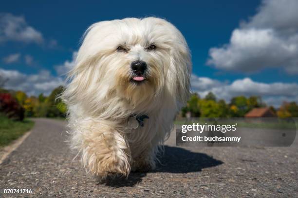 kleiner havaneser - havanese stock pictures, royalty-free photos & images