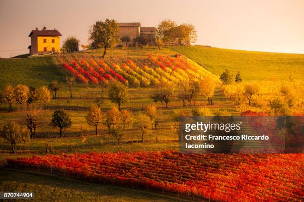 castelvetro, modena. vineyards in autumn - emilia-romagna stock pictures, royalty-free photos & images