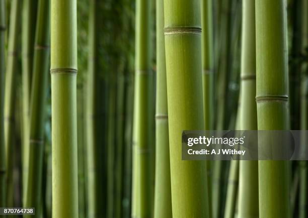 giant bamboo - bamboo forest stock-fotos und bilder