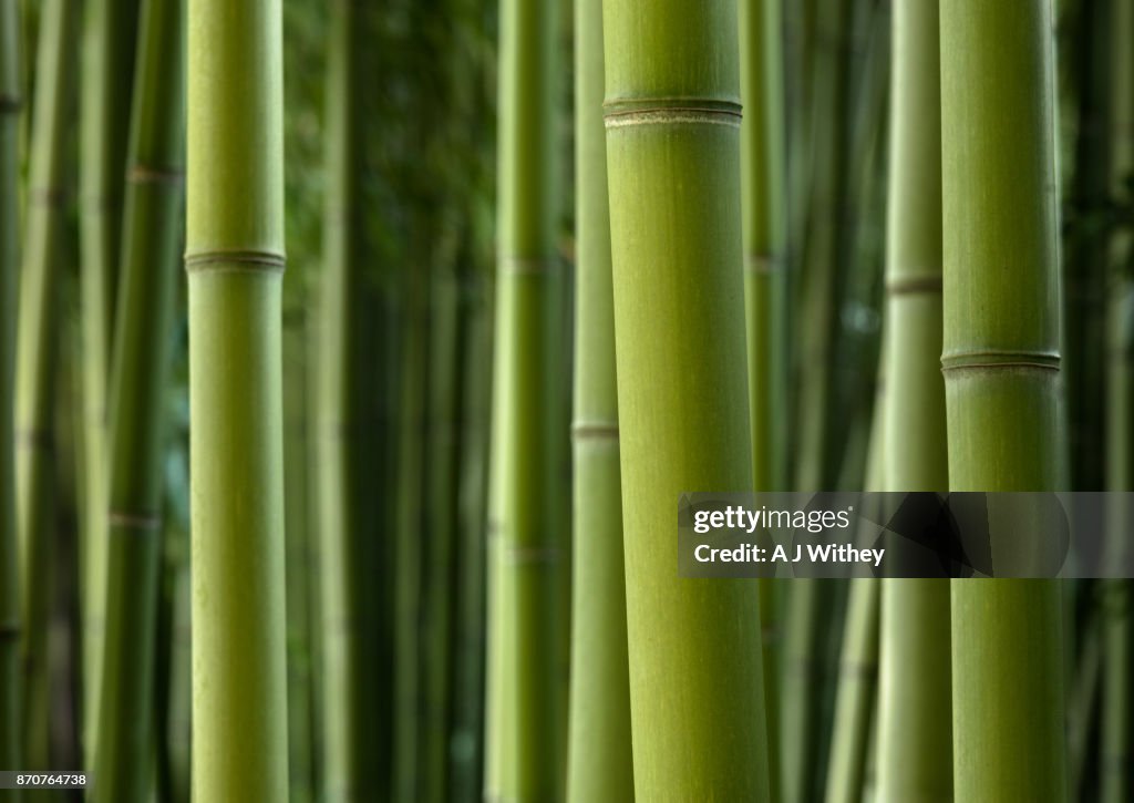 Giant bamboo
