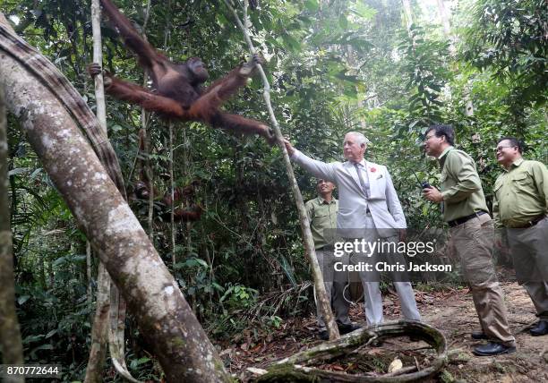 Prince Charles, Prince of Wales feeds an orangutan during a visit to Semenggoh Wildlife Centre, a rehabilitation centre for orangutans found injured...