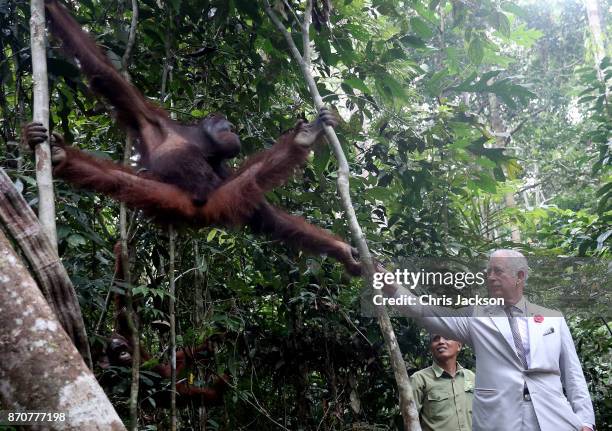 Prince Charles, Prince of Wales feeds an orangutan during a visit to Semenggoh Wildlife Centre, a rehabilitation centre for orangutans found injured...