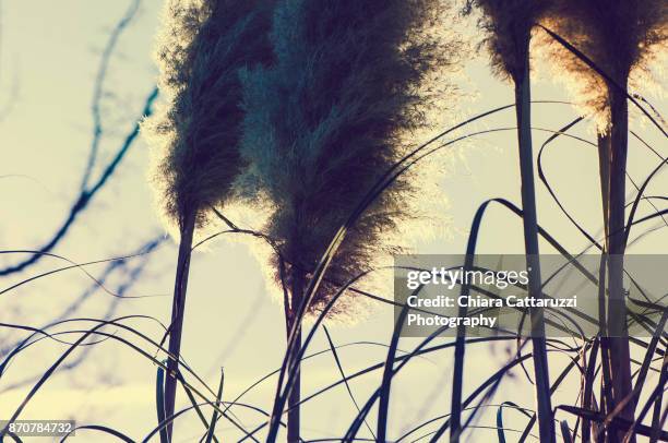 Wind Through Reeds 164 Shade Reed Stock Photos, High-Res Pictures, and Images - Getty Images
