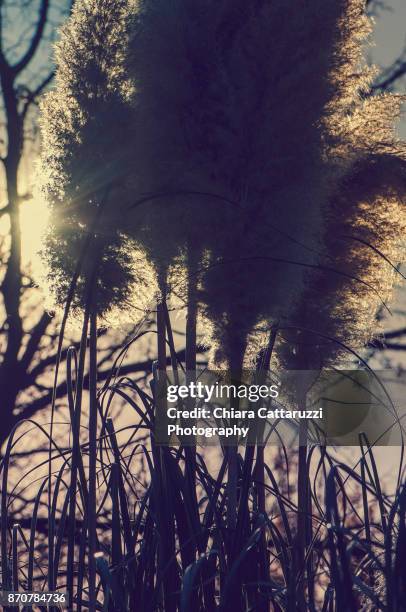 Wind Through Reeds 164 Shade Reed Stock Photos, High-Res Pictures, and Images - Getty Images