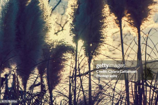 Wind Through Reeds 164 Shade Reed Stock Photos, High-Res Pictures, and Images - Getty Images