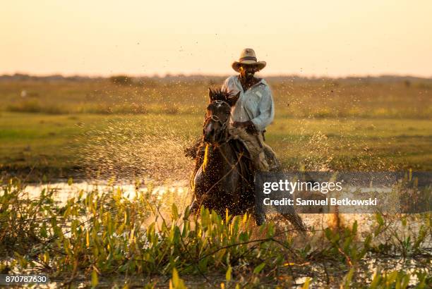 pantaneiro galopando em seu cavalo em uma área alagada - pantanal stock-fotos und bilder