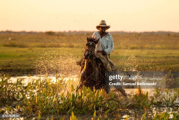 pantaneiro galopando em seu cavalo em uma área alagada - caballo pantaneiro fotografías e imágenes de stock