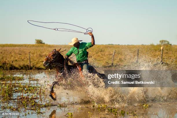 pantaneiro rodando seu laço e galopando em seu cavalo numa área alagada - pantanal stockfoto's en -beelden