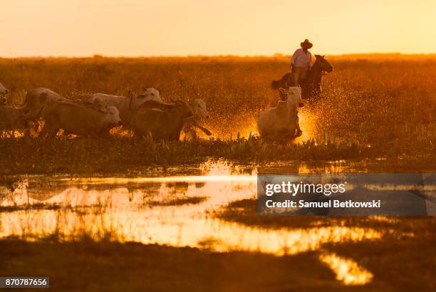 pantaneiro conduzindo een boiada em um alagado - pantanal stockfoto's en -beelden