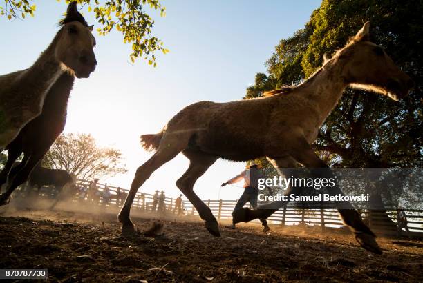 pantaneiros dentro curral com cavalos galopando - caballo pantaneiro fotografías e imágenes de stock