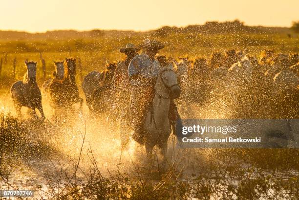 pantaneiros conduzindo manada de cavalos galopando cruzando - pantanal wetlands 個照片及圖片檔