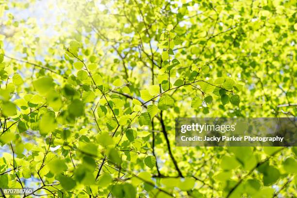 Leaf In Spring 3,088 Spring Green Leaves Stock Photos, High-Res Pictures, and Images ...