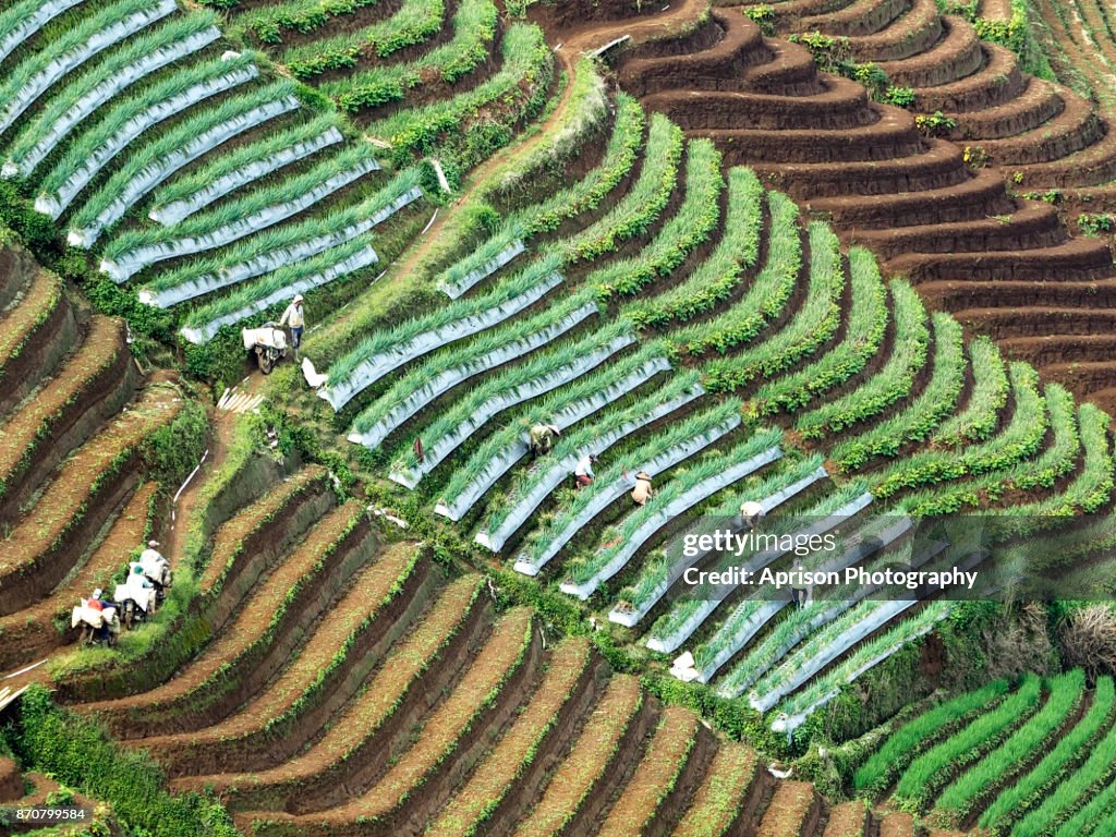 Beautiful Onion Field at Argapura Majalengka