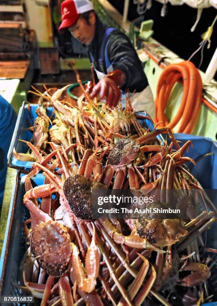 The first "zuwaigani" snow crabs of the season are caught in the early morning in the Sea of Japan on November 6, 2017 in Toyooka, Hyogo, Japan. The...