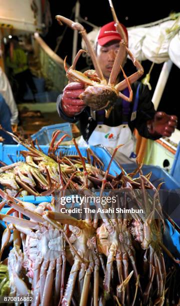 The first "zuwaigani" snow crabs of the season are caught in the early morning in the Sea of Japan on November 6, 2017 in Toyooka, Hyogo, Japan. The...