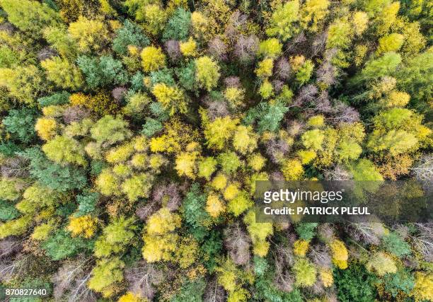 Picture taken with a drone shows autumnally colored larch trees, leafless birch trees and evergreen pine trees near Frankfurt an der Oder, eastern...