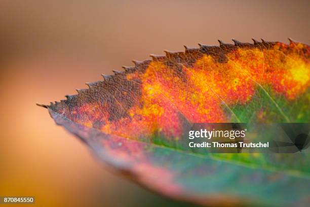 Berlin, Germany A leaf shines in autumn colors on October 17, 2017 in Berlin, Germany.