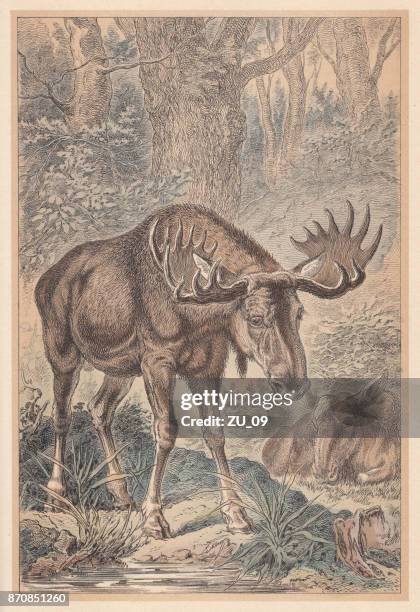 moose (alces alces), hand-colored lithograph, published in 1888 - moose stock illustrations