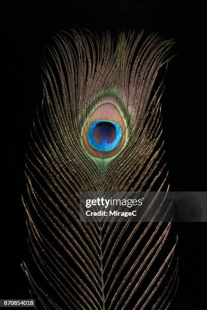 peacock feather on black - pfauenfeder stock-fotos und bilder