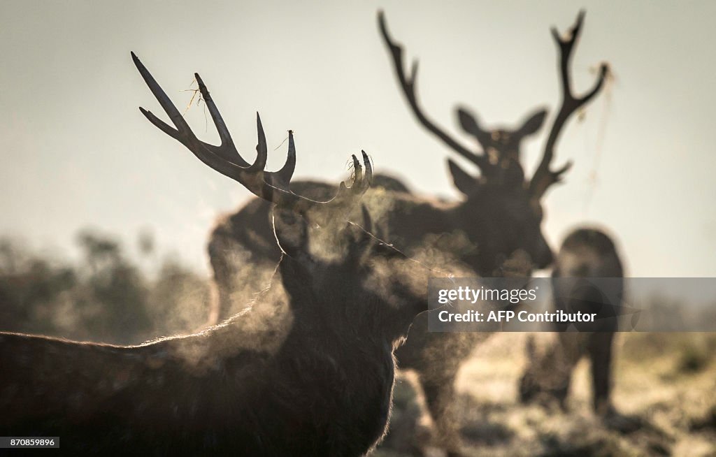 BRITAIN-NATURE-DEER-FROST-ANIMAL