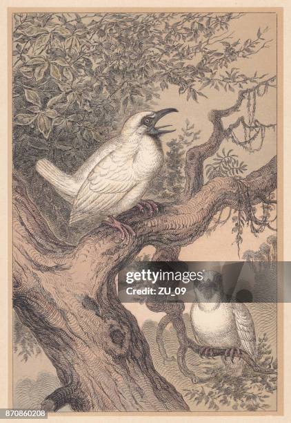 bare-throated bellbird (procnias nudicollis), hand-colored lithograph, published in 1888 - bellbird stock illustrations