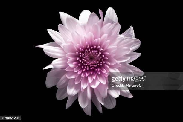 flower on black background - flower head stock pictures, royalty-free photos & images