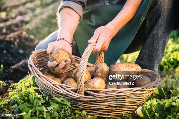 farmer picking up potatoes - raw potato stock pictures, royalty-free photos & images