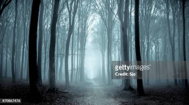 sentiero attraverso una foresta nebbiosa durante una giornata invernale nebbiosa - nebbia foto e immagini stock