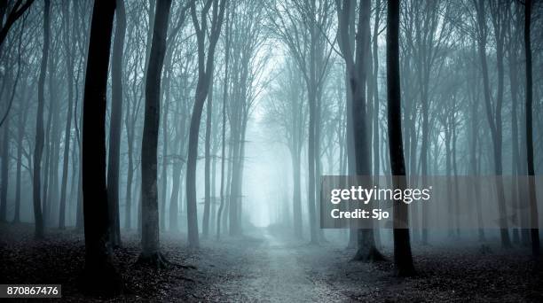 霧の冬の日の間に霧の森の小道 - scary setting ストックフォトと画像