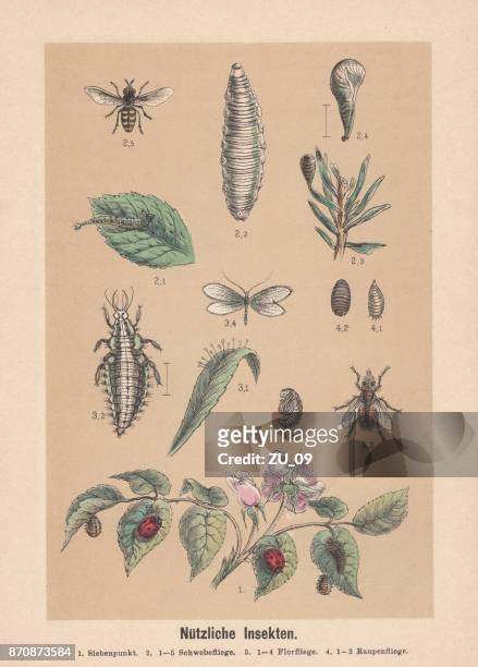 ilustraciones, imágenes clip art, dibujos animados e iconos de stock de insectos útiles, litografía de coloreado a mano, publicaron en 1888 - mariquita