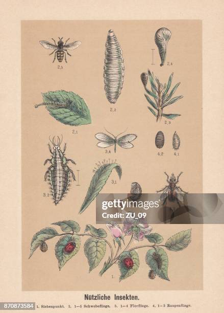 useful insects, hand-colored lithograph, published in 1888 - seven spot ladybird stock illustrations
