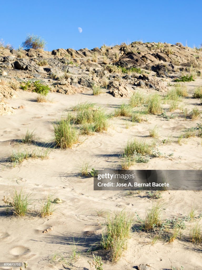 Dunes of sand and vegetation under a blue sky with the full moon in the sky. Cabo de Gata - Nijar Natural Park, Cala Mosul, Biosphere Reserve, Almeria, Andalusia, Spain.