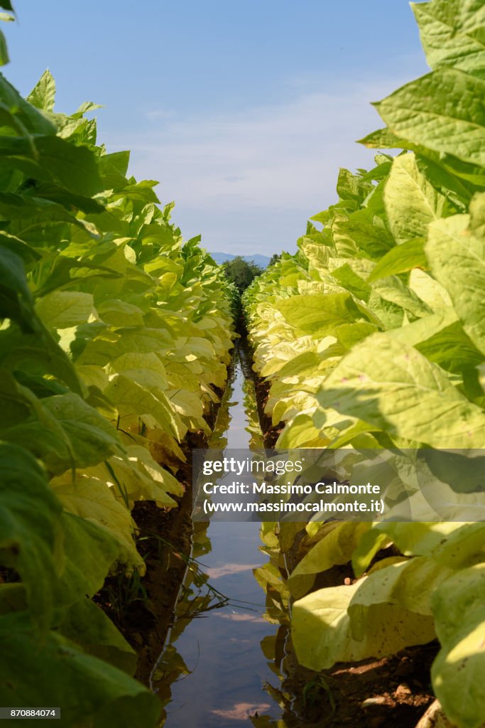 Fresh Green Tobacco field