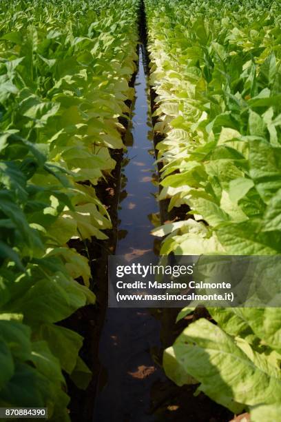 fresh green tobacco field - center pivot irrigation stock pictures, royalty-free photos & images
