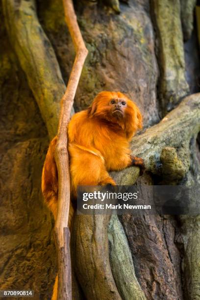 golden lion tamarin - ugly monkey stock-fotos und bilder