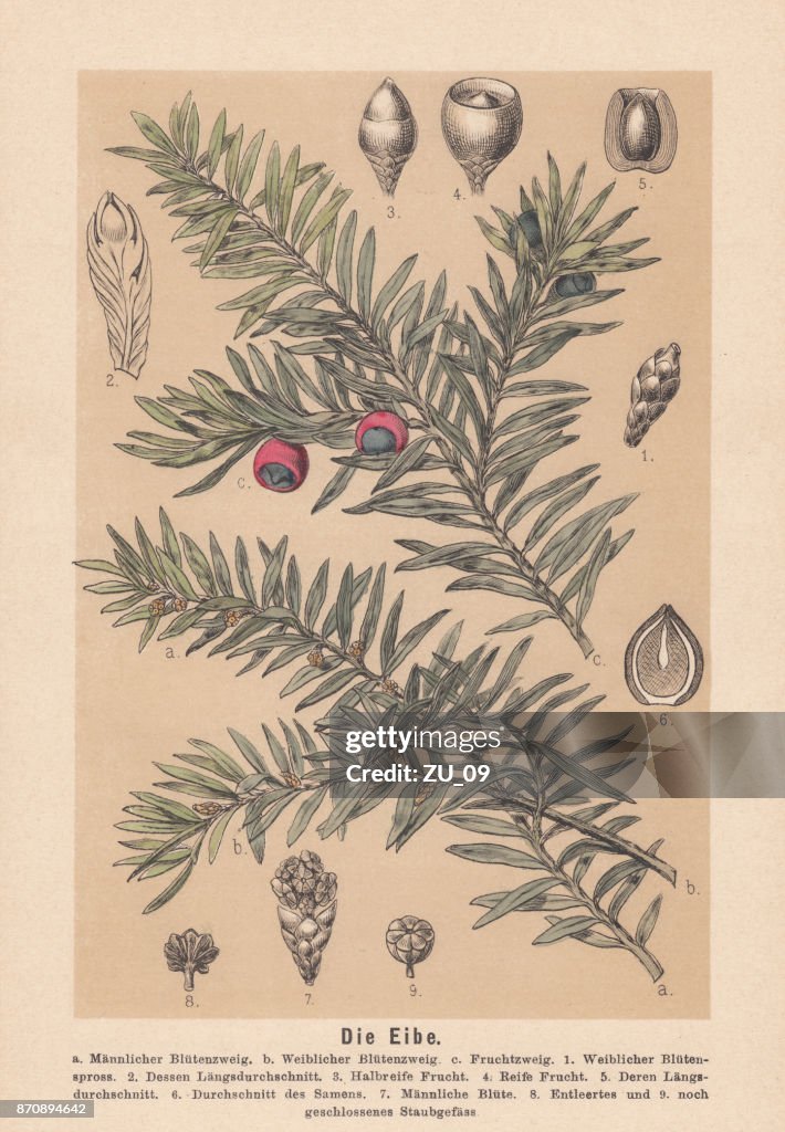 Yew (Taxus baccata): flowers, seeds, fruits, hand-colored lithograph, published 1888