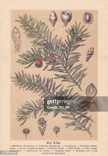 yew (taxus baccata): flowers, seeds, fruits, hand-colored lithograph, published 1888 - yew tree stock illustrations