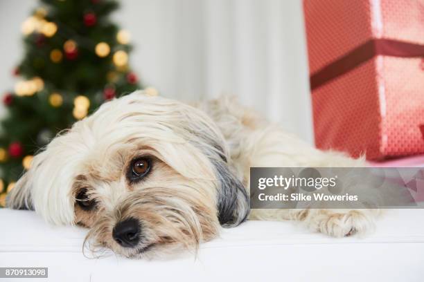 christmas for pets - chinese crested powderpuff stock pictures, royalty-free photos & images