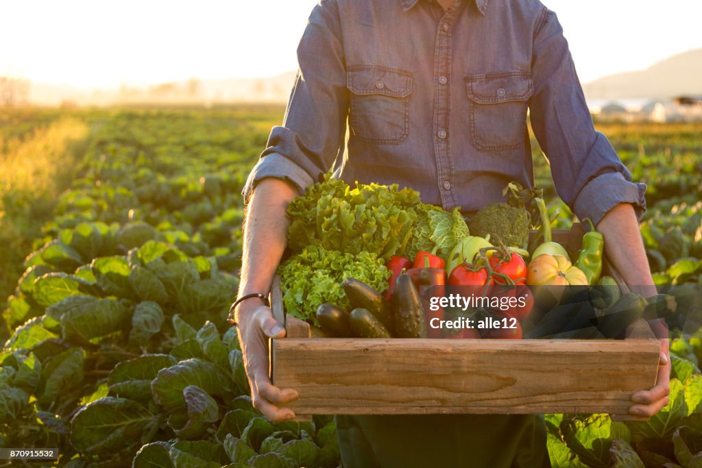 Hombre que sostiene ob cajón verduras