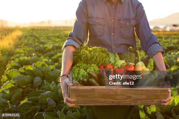 homme tenant caisse ob légumes frais - biologique photos et images de collection