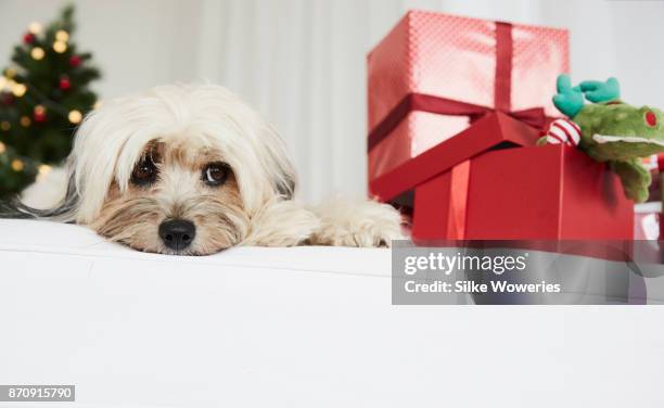 christmas for pets - chinese crested powderpuff stock pictures, royalty-free photos & images