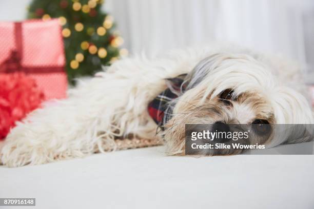 christmas for pets - chinese crested powderpuff stock pictures, royalty-free photos & images